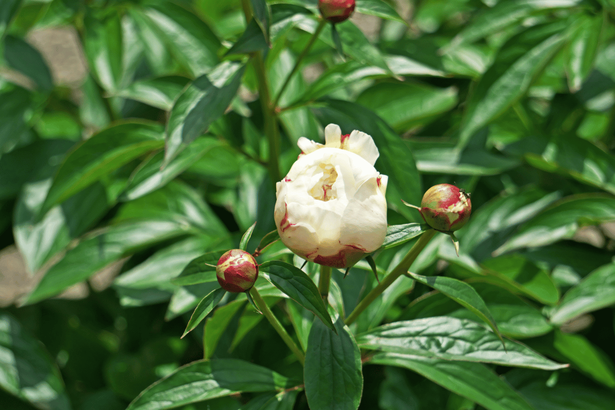 Herbaceous peony.png